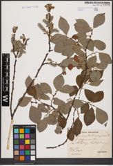 Foto von Salix aurita L. x Salix caprea L.